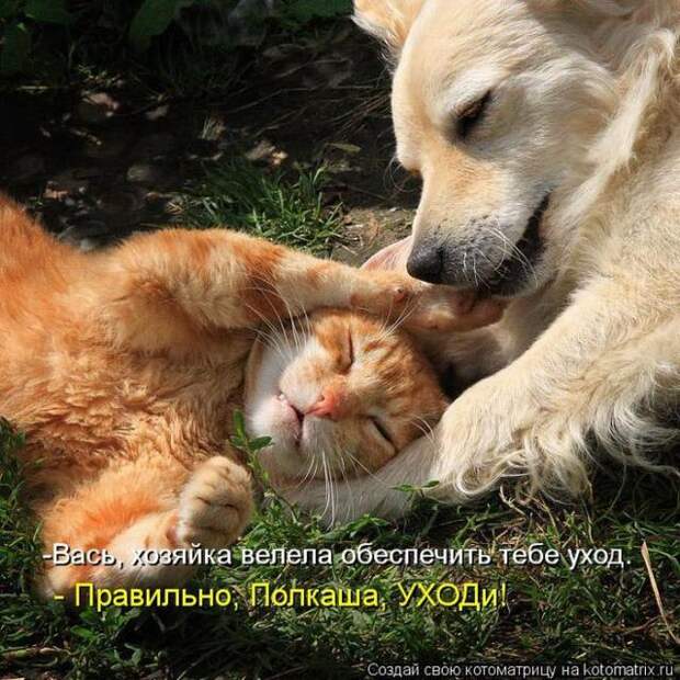 котоматрицы (50 фото)