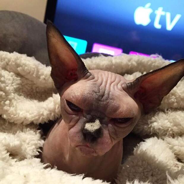 кошки которые хотят вас убить, моя кошка хочет меня убить, злые кошки