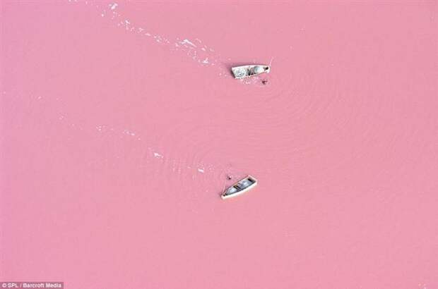 Это река Ретба в Сенегале, вода в которой действительно розовая. Цвет реки обусловлен большой концентрацией в воде соли (до 40%), из-за которой вода изобилует любящей соль бактерией Dunaliella salina. На озере, в которое впадает река, организована соледобыча.