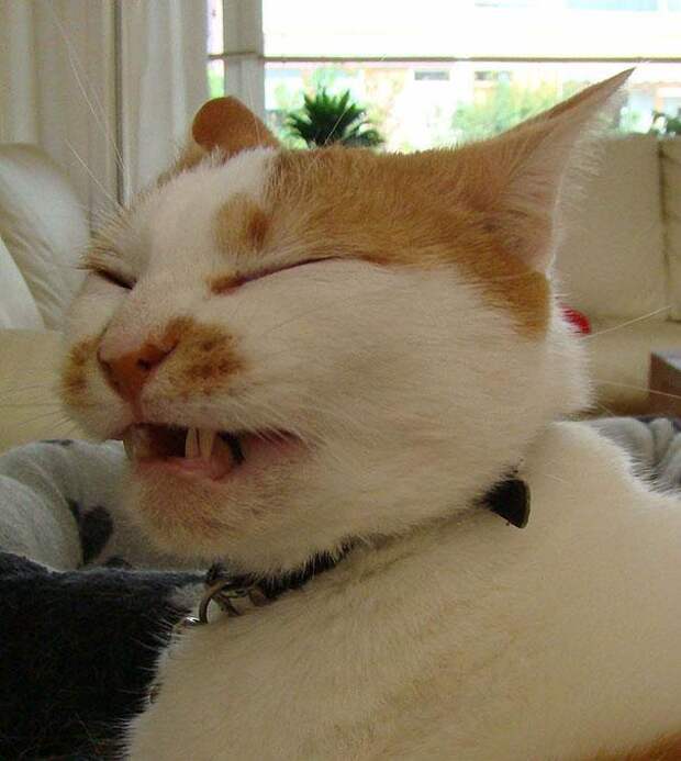 кошка чихает 3