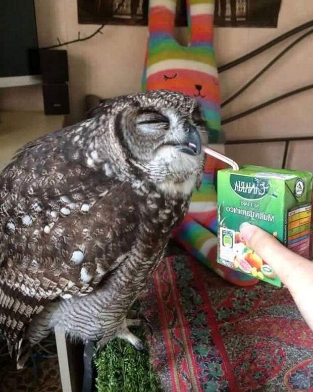 сова