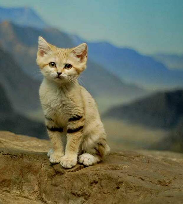 Песочный кот