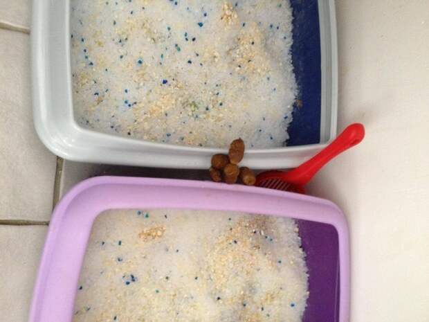 кошки которые хотели бы уничтожить этот мир