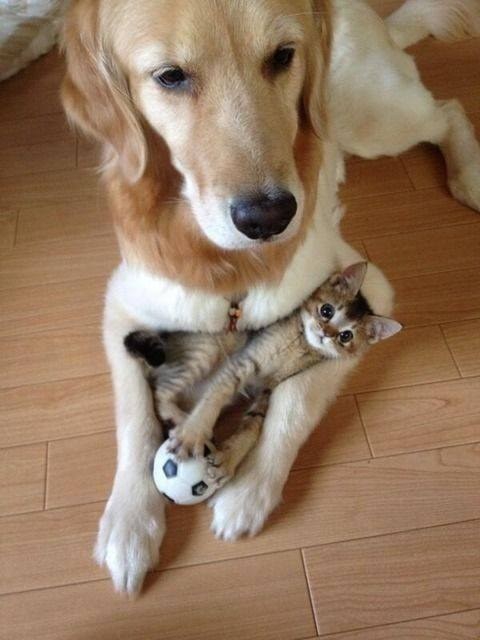 23 фотографии котиков, которые растопят ваше сердце   животные, кот, позитив, фото