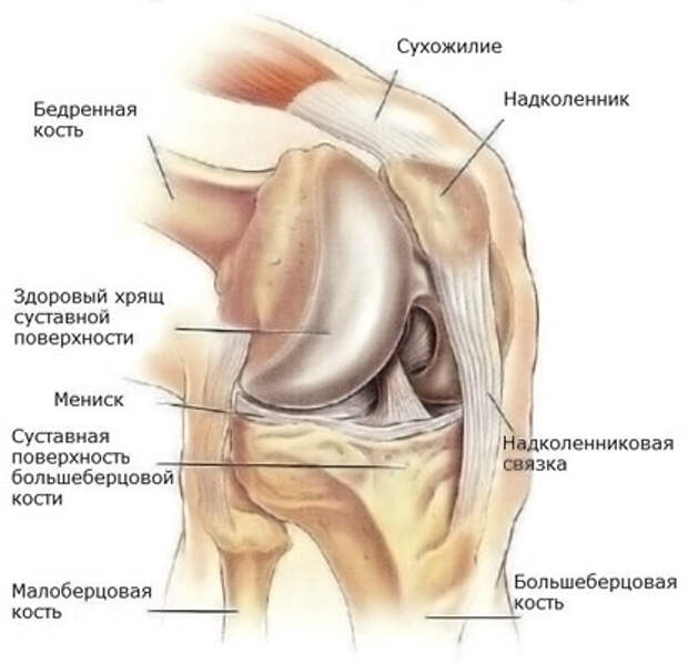 Stroenie meniska kolennogo sustava