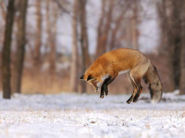 Лучшие фотографии от National Geographic октябре 2015