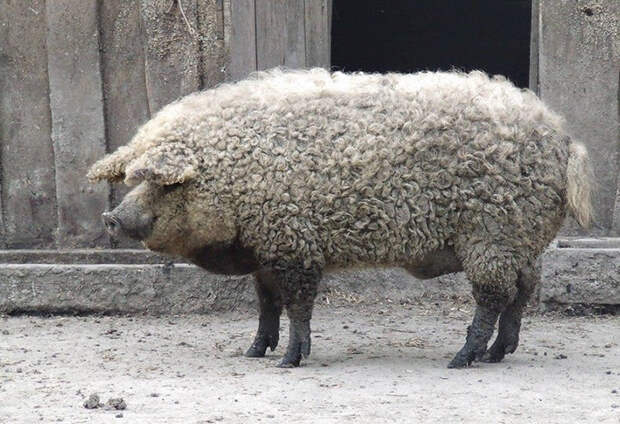 Mangalitsa Pig