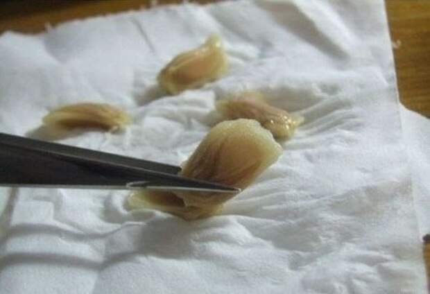 Как вырастить лимонное дерево в чашке Как вырастить лимонное дерево в чашке