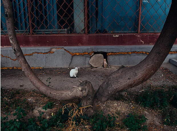 Городские кошки в фотографиях Hajdu Tamás
