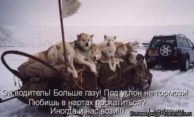 Котоматрица: Эй водитель! Больше газу! Под уклон не тормози! Иногда и нас вози!!! Любишь в нартах прокатиться?