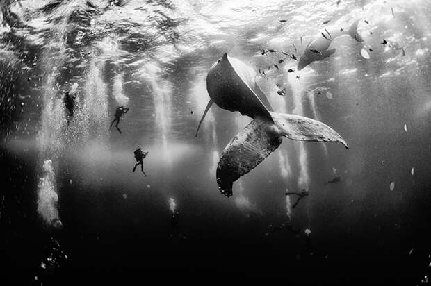 25 лучших фотографий National Geographic 2015