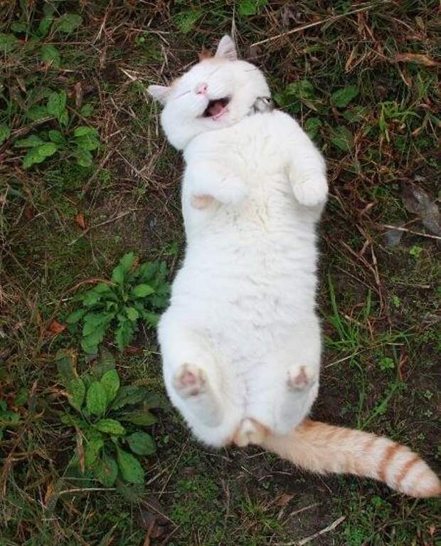 довольный белый кот