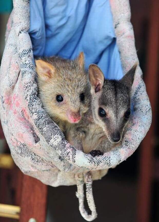 Забавные Животные