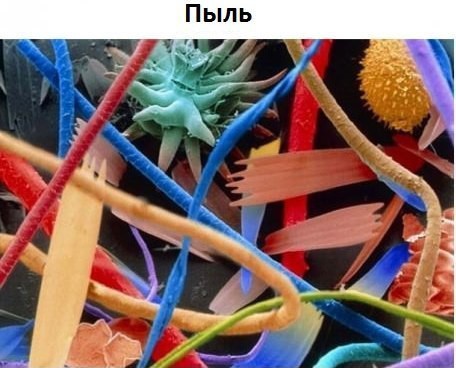 Немного интересного под микроскопом интересно, фото под микроскопом