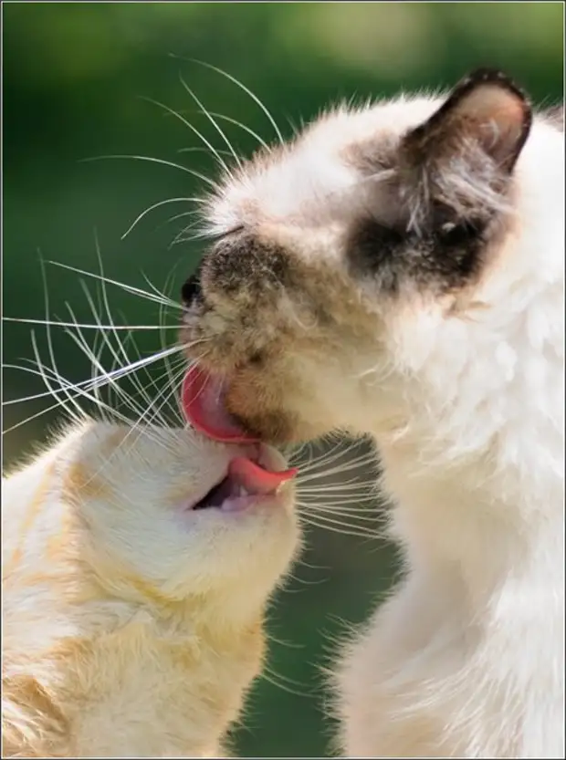 Фото поцелуй прикольные. Кошачий поцелуй. Кот поцелуй. Кошка целует. Забавные поцелуи.