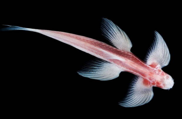 cavefish