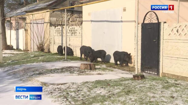 На улицах Керчи замечены необычные прохожие — кабаны