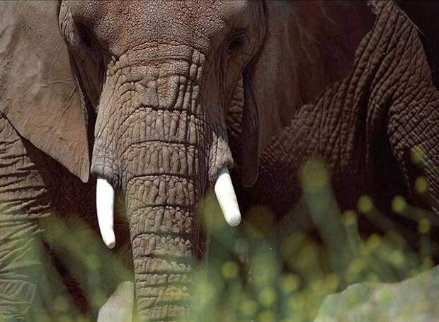 Самые сильные животные Африканский слон (Loxodonta), фото картинка