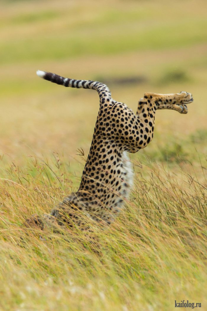Comedy Wildlife Photography Awards 2015 (40 фото)