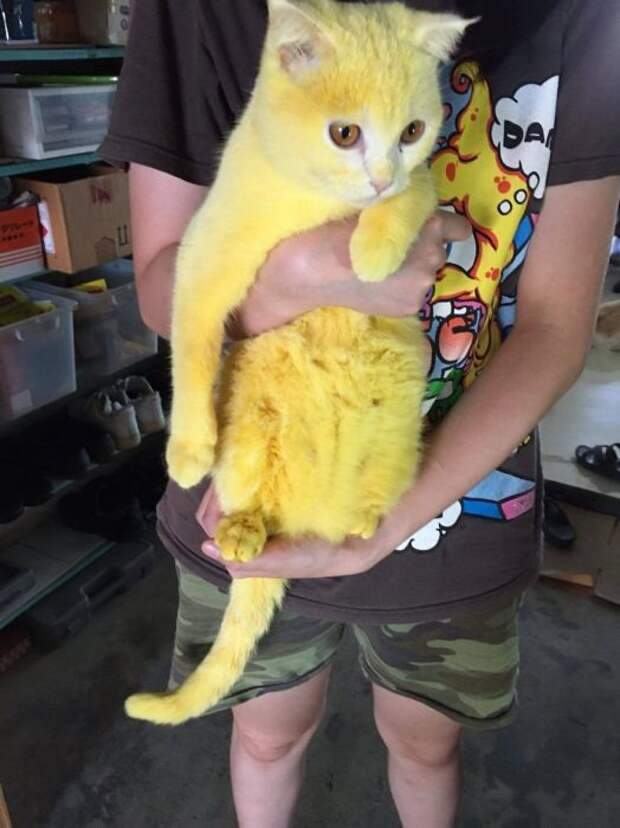 Жёлтый кот завоевал сердца интернет-пользователей. 