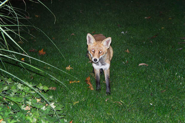 ОСН: вирус бешенства у собаки может не проявляться до года