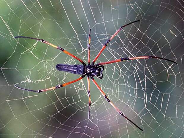 Паук-золотопряд (Nephila kuhlii), фото насекомые фотография