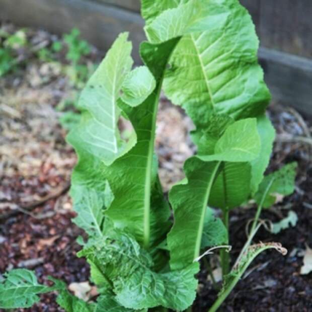 Купить Семена Хрена Для Посадки