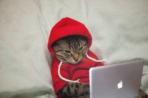 КОТОприколы  (32 фото)