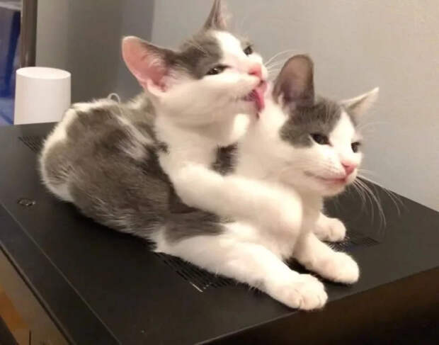 Без кота и жизнь не та