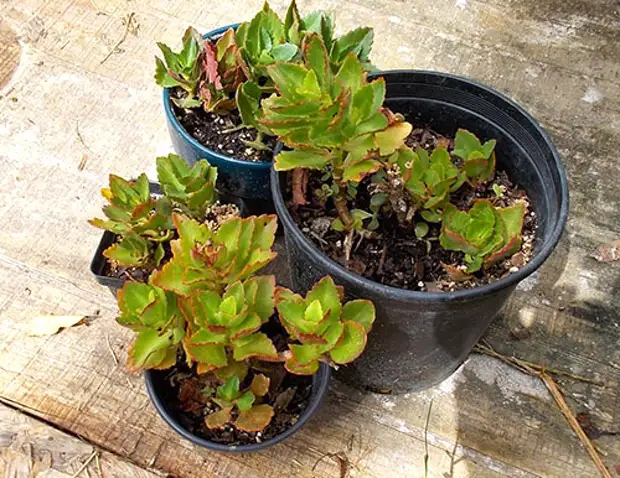 В период покоя необходимо соблюдать световой режим В период покоя необходимо соблюдать световой режим