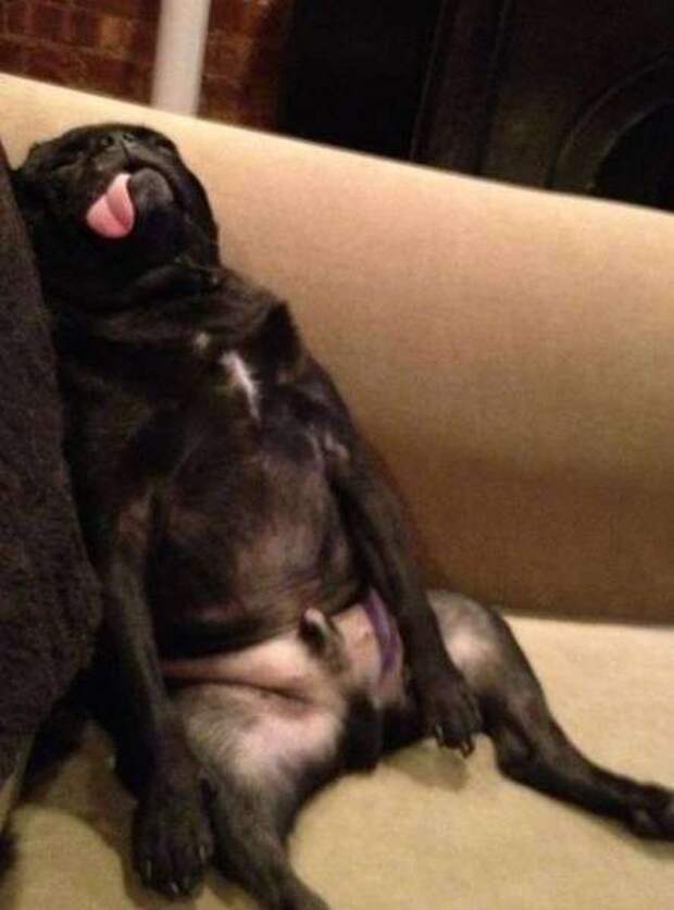 Пятничные фотоприколы