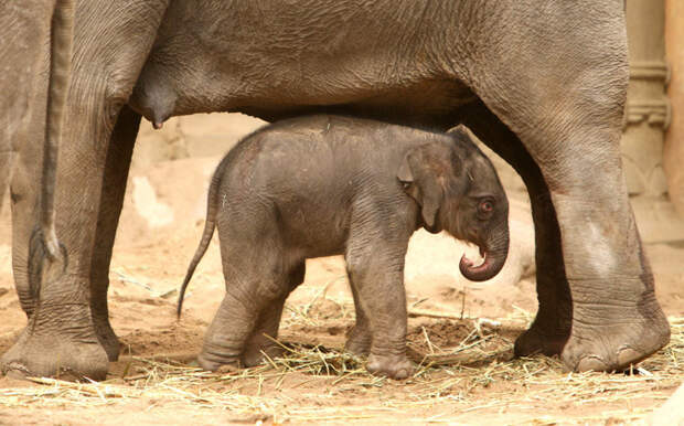 В домике. Слоненок спрятался под мамой в зоопарке в Гамбурге. животные, жизнь, фото