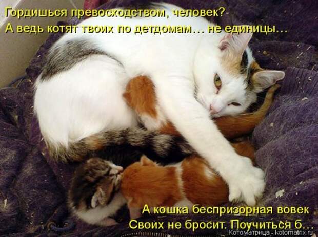 Лучшая котоматрица недели (35 фото)