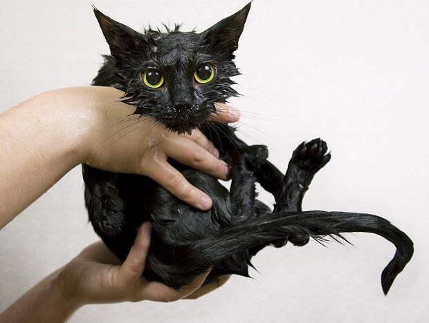Мокрый кот