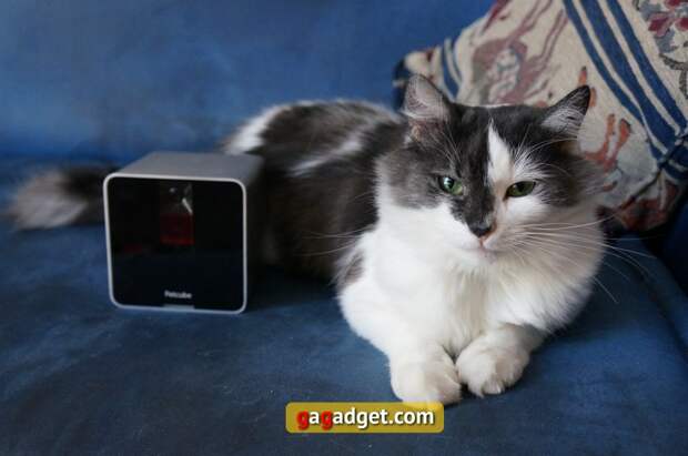 Мимими в кубе: обзор Petcube — Wi-Fi-камеры для домашних питомцев-2 Мимими в кубе: обзор Petcube — Wi-Fi-камеры для домашних питомцев-2