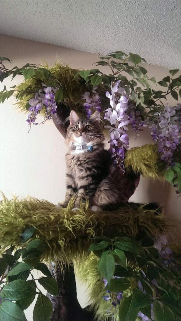 Дом для кота своими руками дом, коты, своими руками