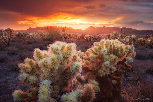 light_catchers_by_peterjcoskun-d6ej9nu (700x466, 524Kb)