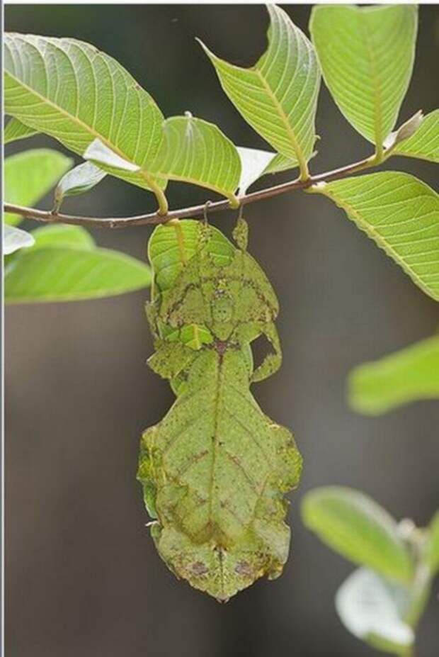 camouflaged_animals_22