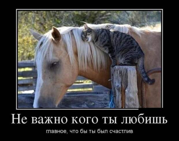 Демотиваторы (13.01.16)