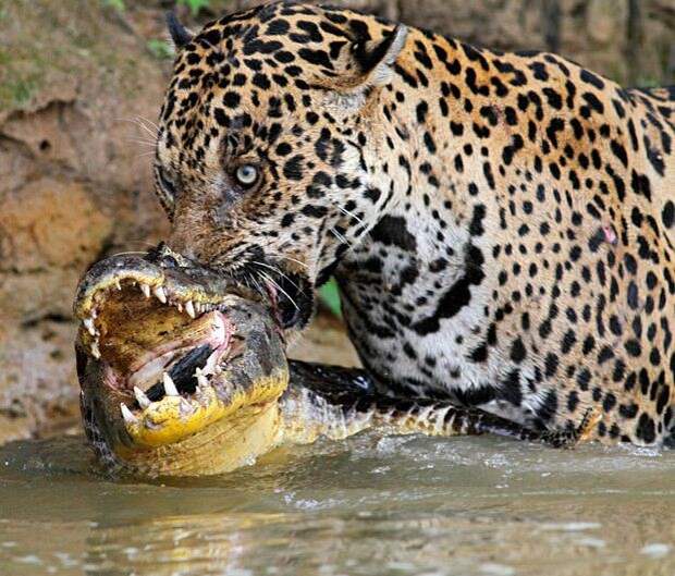 Пан или пропал: потрясающие фотографии разборок диких животных.. животные, крокодилы, слоны