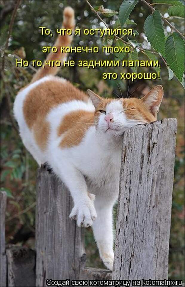 Котоматрица