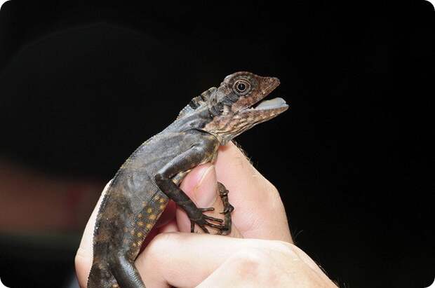 Гоноцефал большой (лат. Gonocephalus grandis)