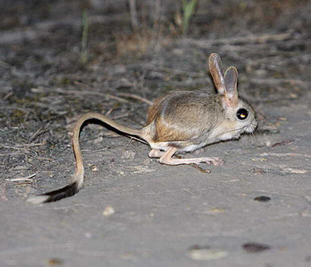http://www.tepid.ru/images-1/dipodidae-5.jpg
