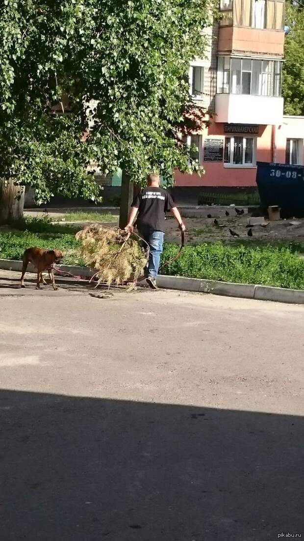 Боксёры такие боксёры боксер, еда, животные, собаки