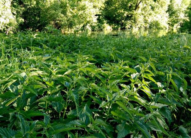 Легенда о Рыбе-льве и Крапивном ручье