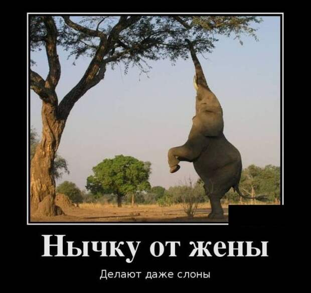 Демотиваторы демотиваторы, прикол, юмор