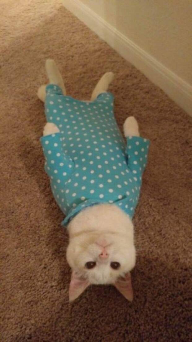 Субботний котопост коты, кошки, приколы с котами., смешные коты