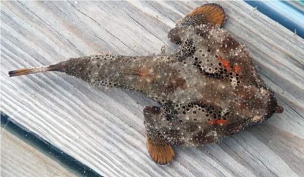Морской нетопырь (лат. Ogcocephalidae) (англ. Batfish)