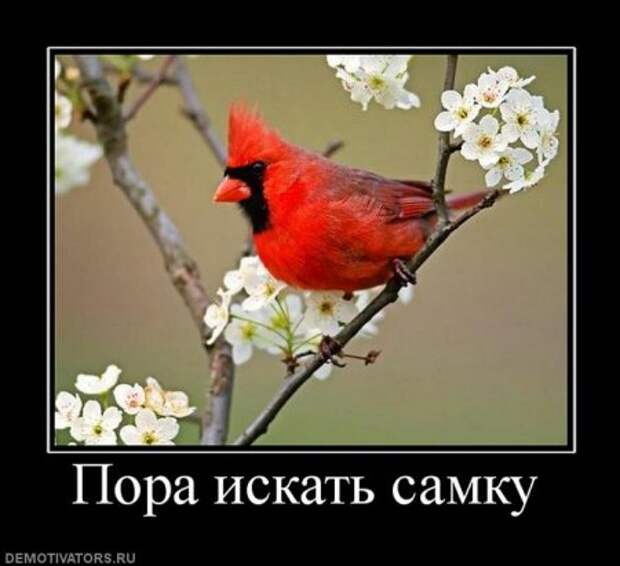Классные картинки, собраные в демотиваторы!