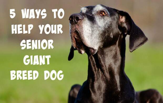 Is your giant breed dog starting to slow down as he gets older? We have 5 tips to help your senior giant breed dog live a long, pain-free life.